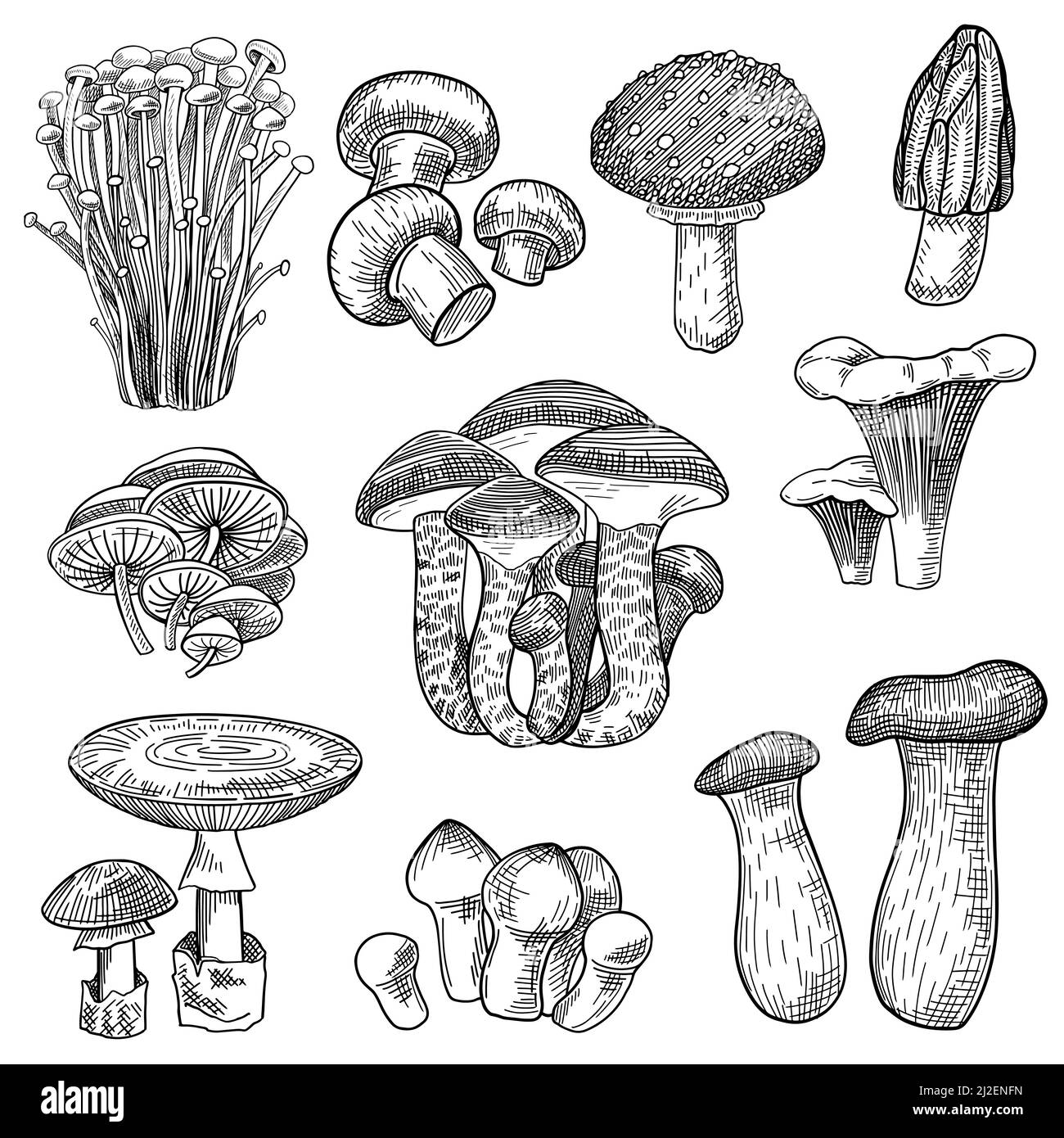 Edible And Poisonous Forest Mushrooms Set Botanical Products Vector