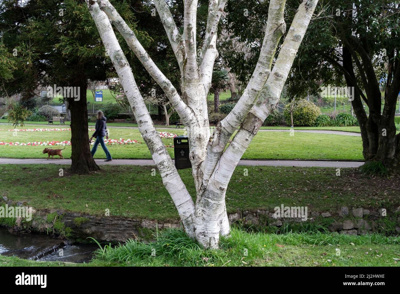 Himalayan Birch Betula Utilis Hi Res Stock Photography And Images Alamy