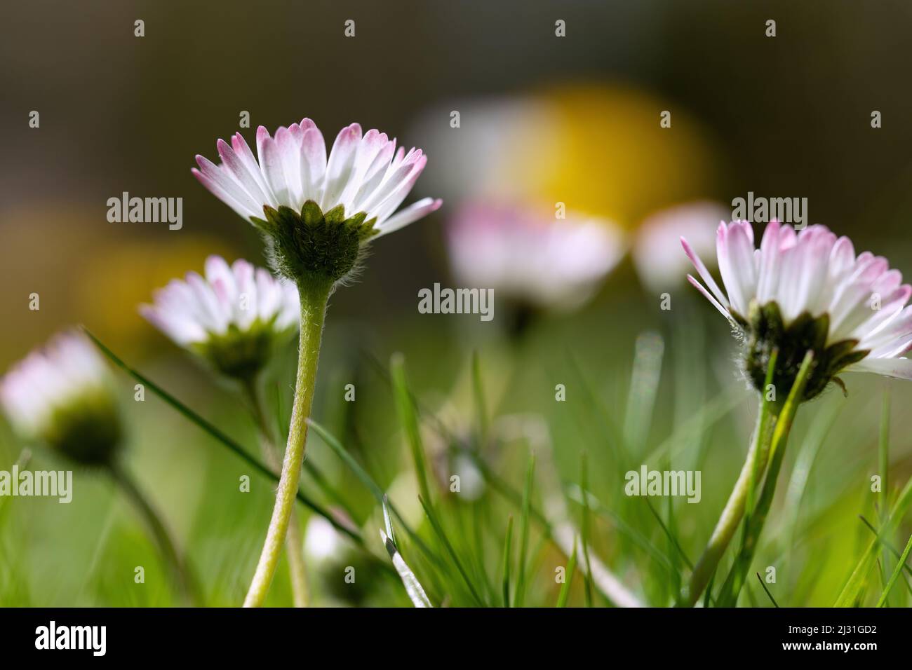 Daisies Bellis Perennis Stock Photo Alamy