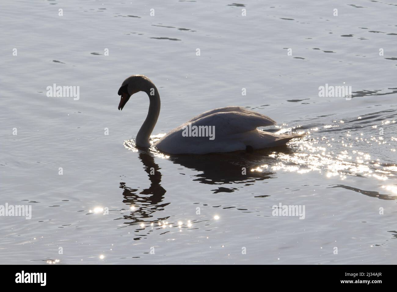 A Single Mute Swan Cygnus Olor Swimming Up Stream With Sunlight