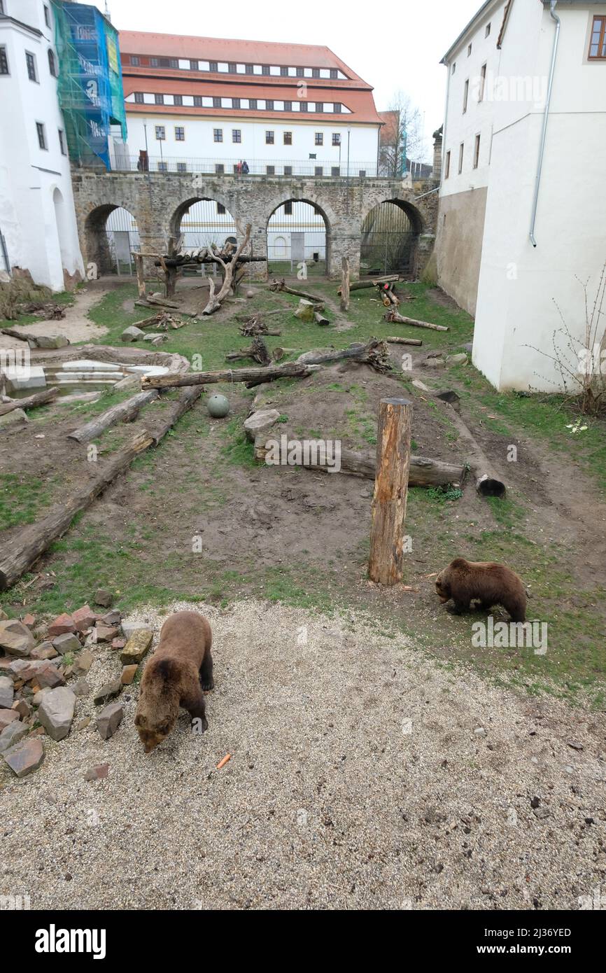 Sachsen Germany 06th Apr 2022 Brown Bears Benno L And Bea Are Out