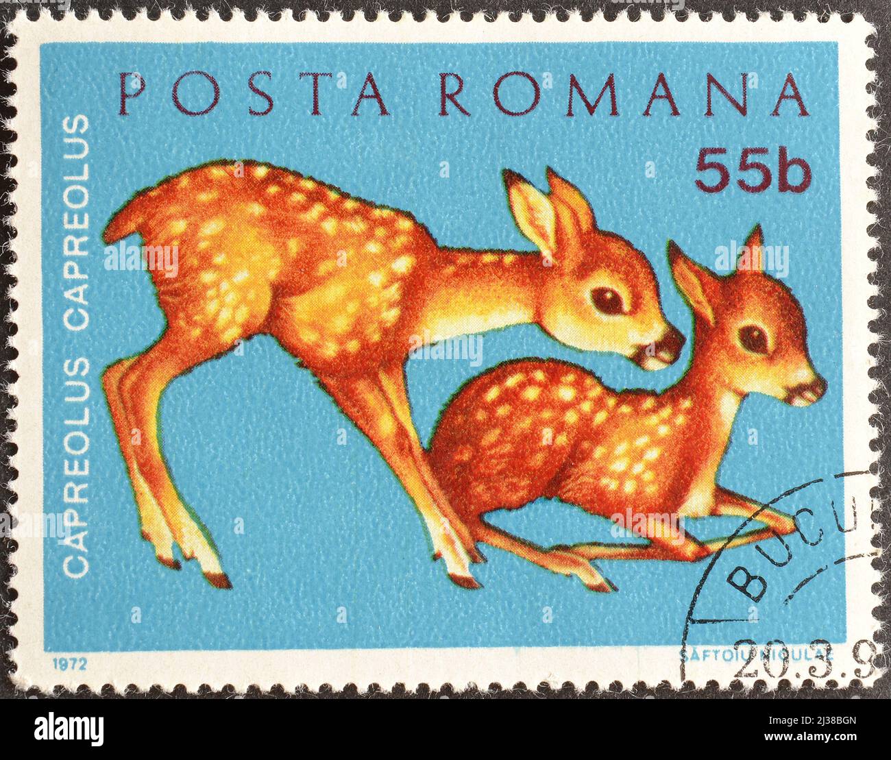 Cancelled Postage Stamp Printed By Romania That Shows Roe Deer Cubs