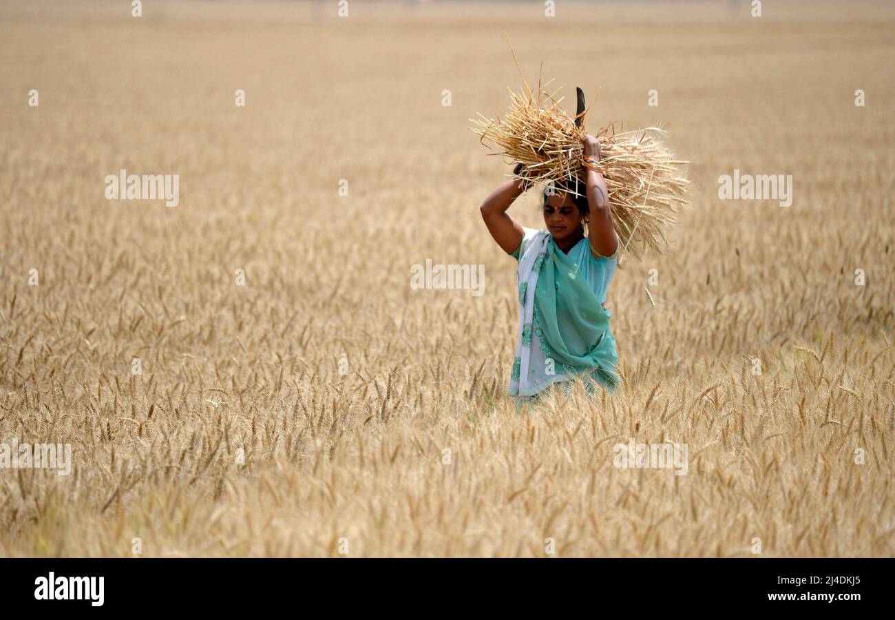 Indian Farmer Harvests Wheat Crop Hi Res Stock Photography And Images