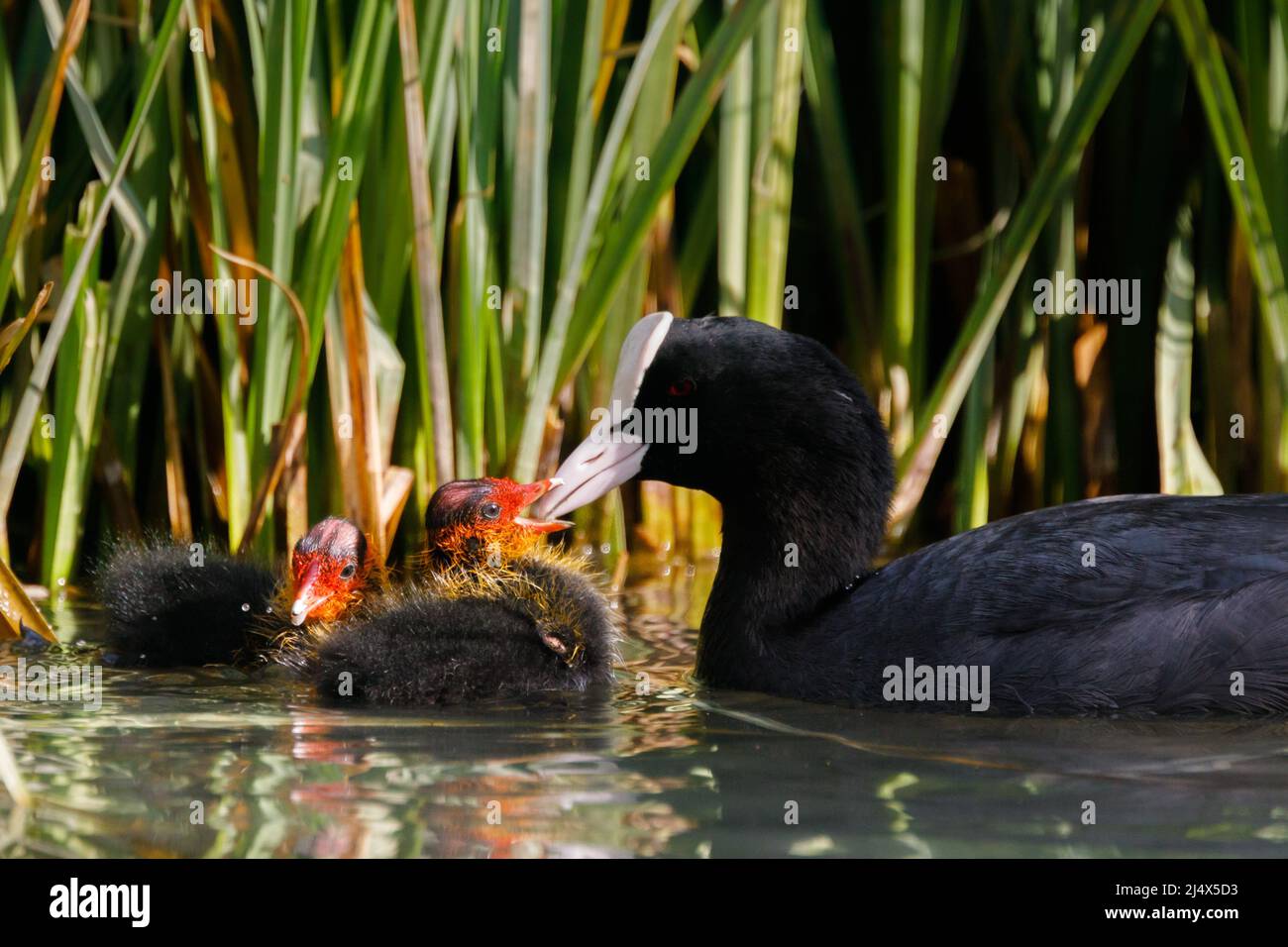 Adult Eurasian Coot Fulica Atra Feeding A Two Tiny Recently Hatched