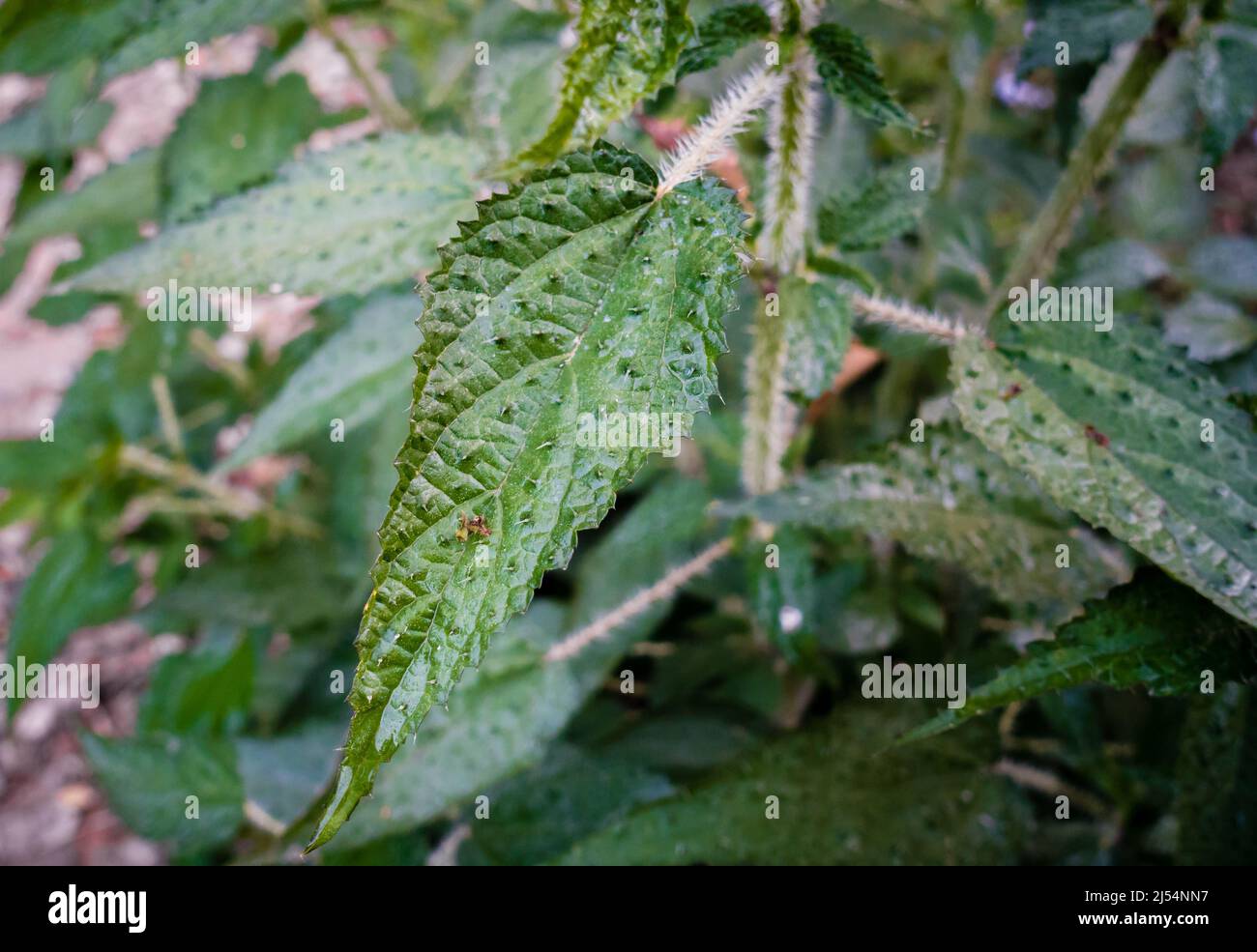 A Close Up Shot Of Stinging Nettle Urtica Dioica Stock Photo Alamy