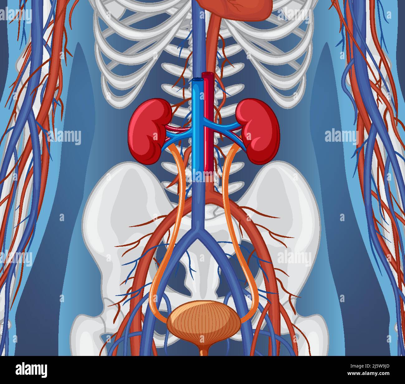 X Ray Of Human Body With Internal Organs Illustration Stock Vector