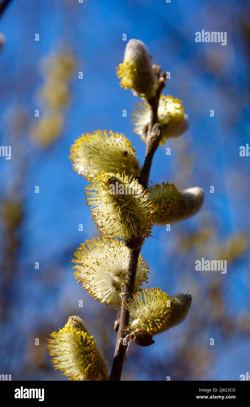 Pussy Willow Budding In Early Spring Stock Photo Alamy