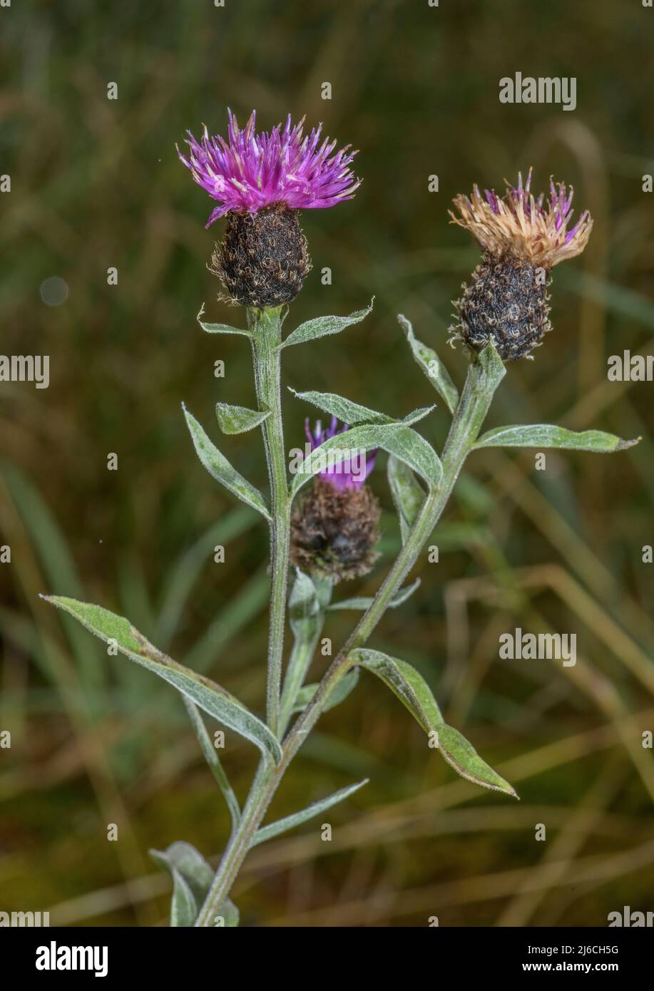 Common Knapweed Centaurea Nigra In Flower Pyrenees Stock Photo Alamy