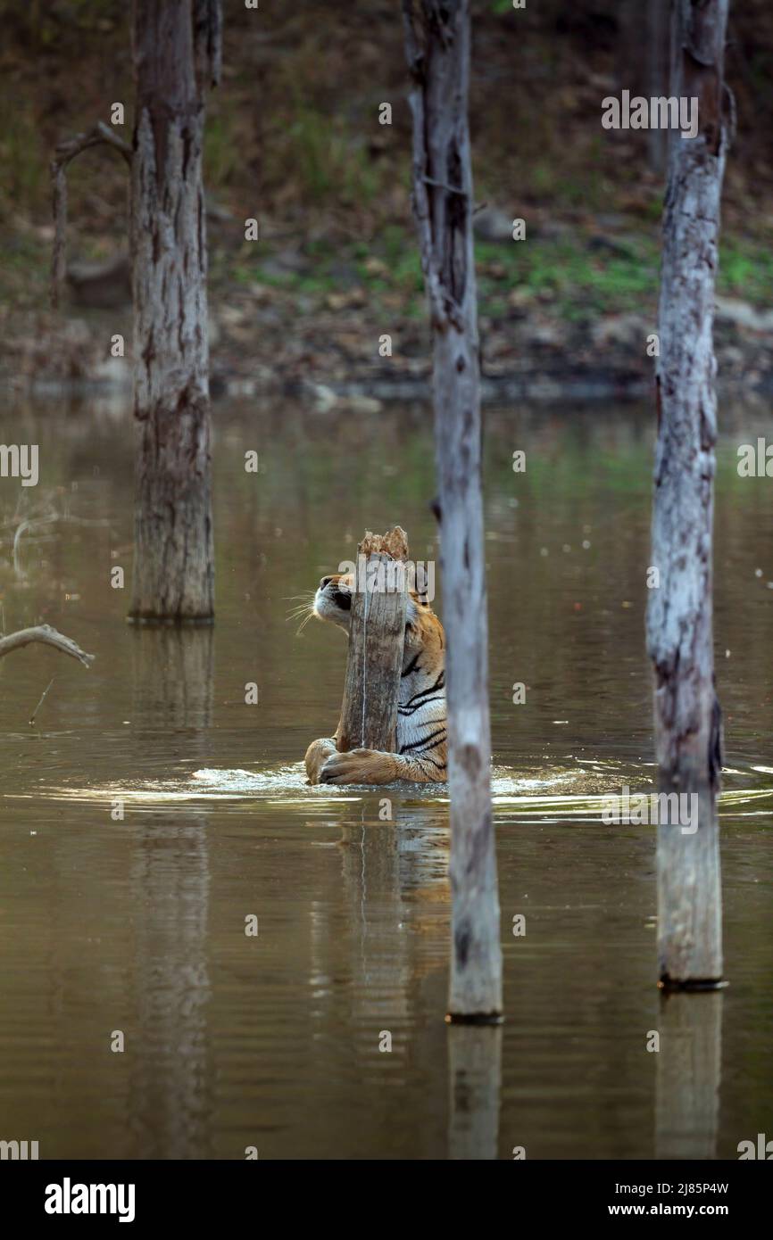 Royal Bengal Tiger Or Panthera Tigris Tigris Relaxing In Water At Pench