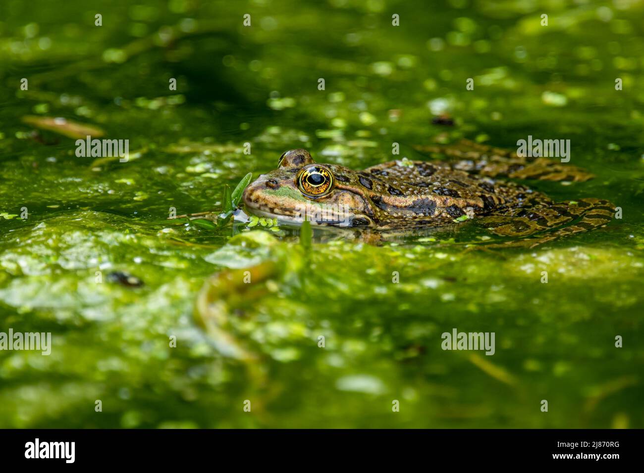 Frog In Water Pool Frog Swimming Pelophylax Lessonae European Frog