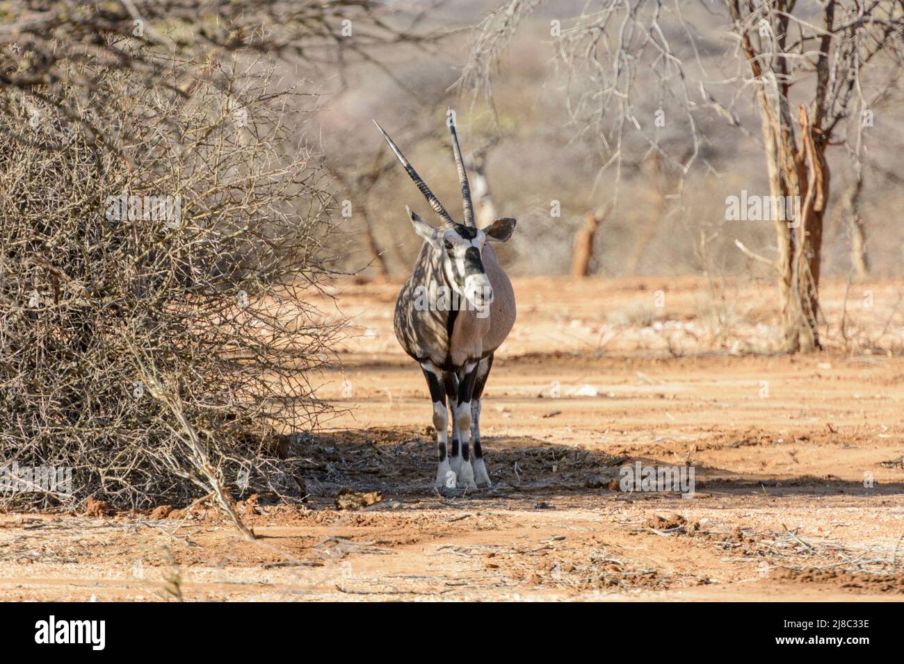 A Lone Oryx Gemsbok Gemsbuck Or South African Oryx Oryx Gazella