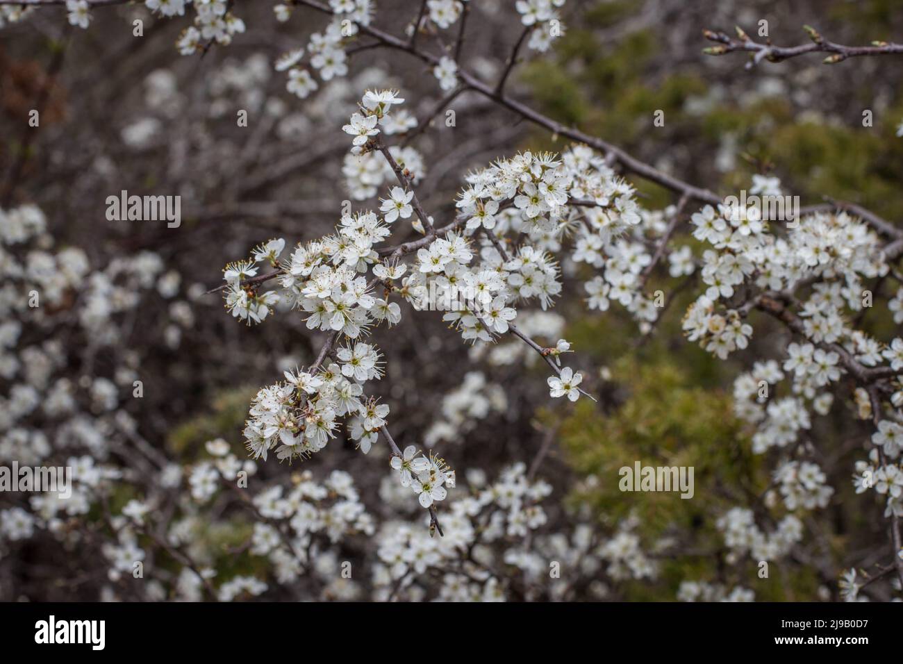 White Flowers Of Blackthorn Latin Name Prunus Spinosa In