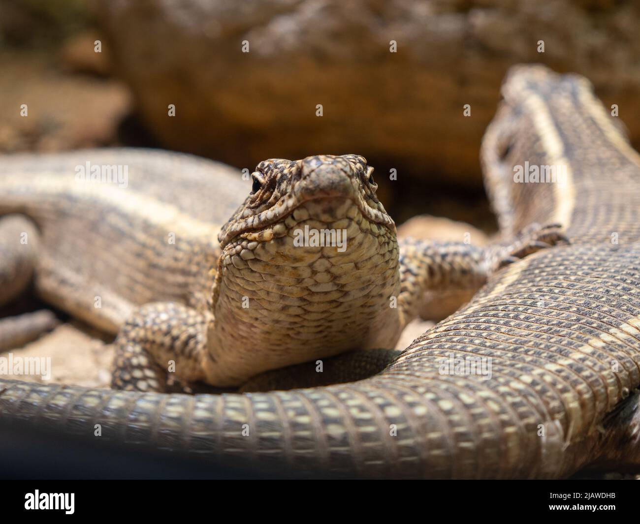 Plated Lizard Gerrhosaurus Validus Is A Lobster Lizard Stock Photo