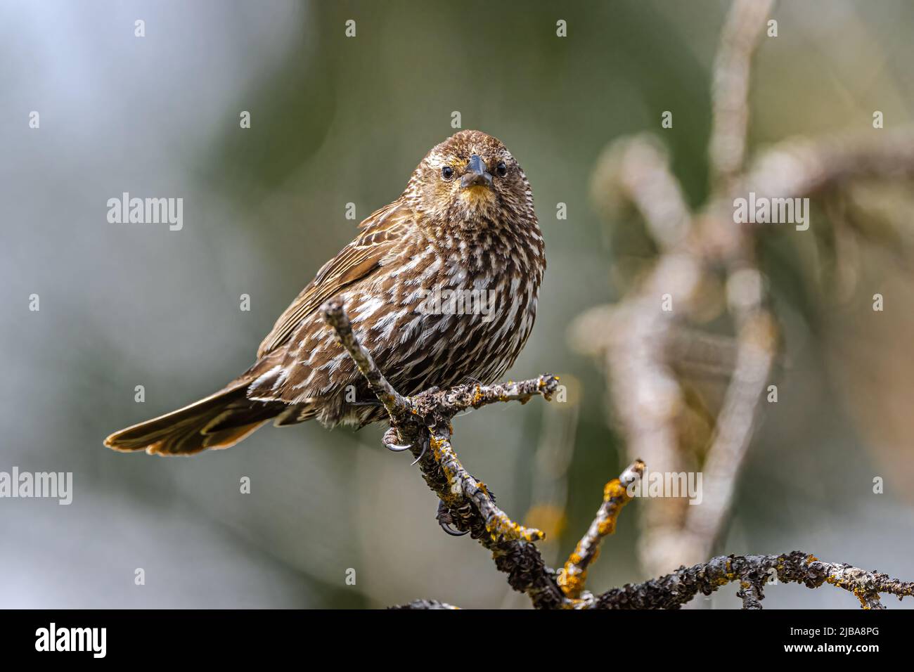 Female Red Winged Blackbird Agelaius Phoeniceus Stock Photo Alamy