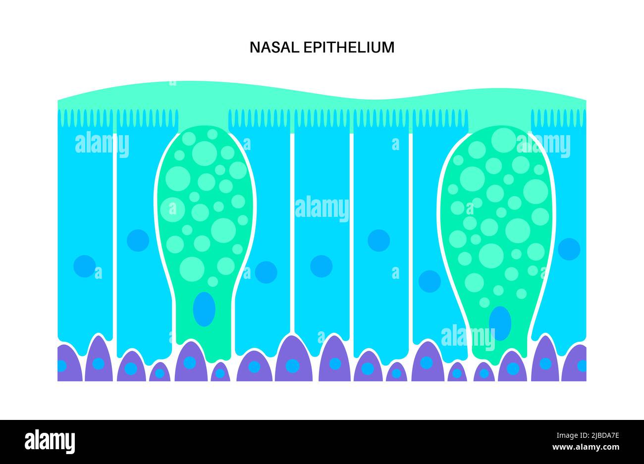 Nasal Epithelium Illustration Stock Photo Alamy