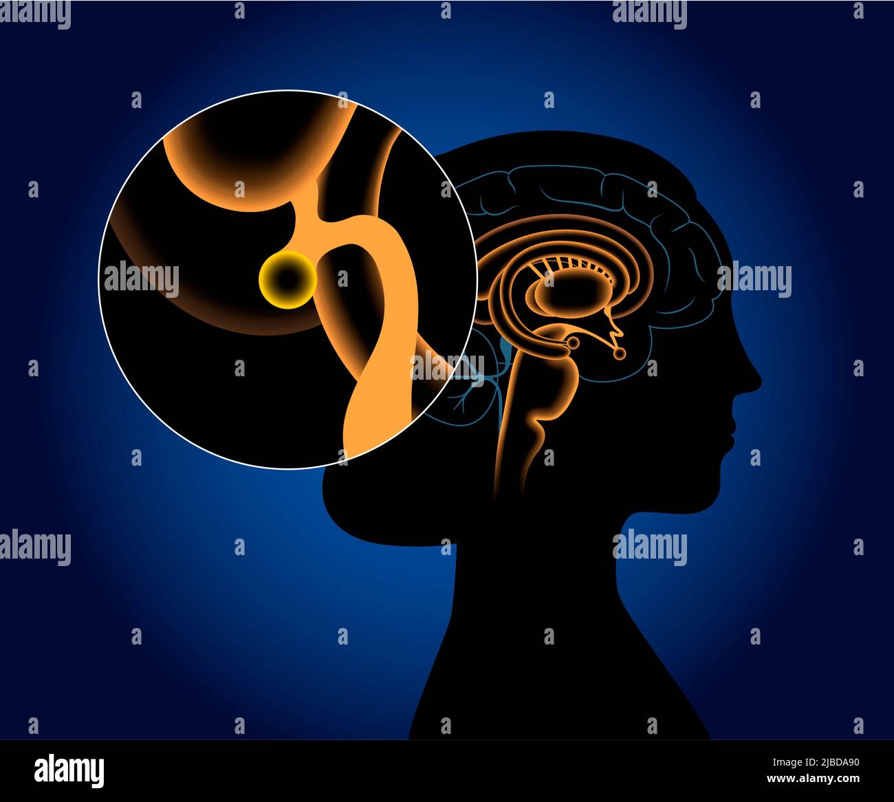 Pineal Gland Illustration Stock Photo Alamy