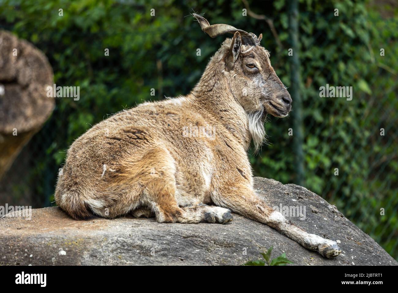 Turkmenian Markhor Capra Falconeri Heptneri The Name Of This Species