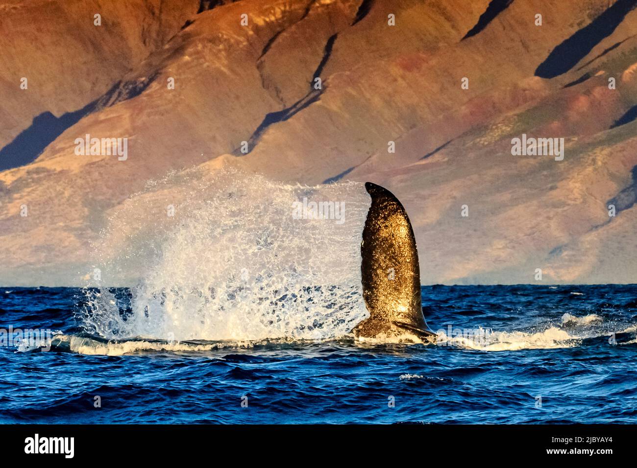 Tail Fluke Splashing Water Humpback Whale Megaptera Novaeangliae