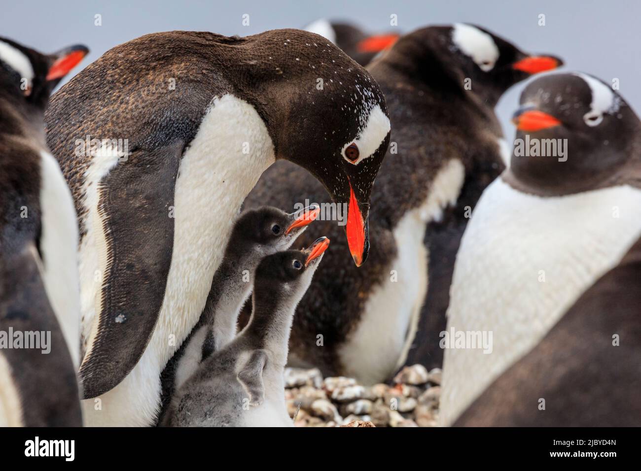 Gentoo Penguins Pygoscelis Papua Mother Feeding Chicks At Neko Harbor