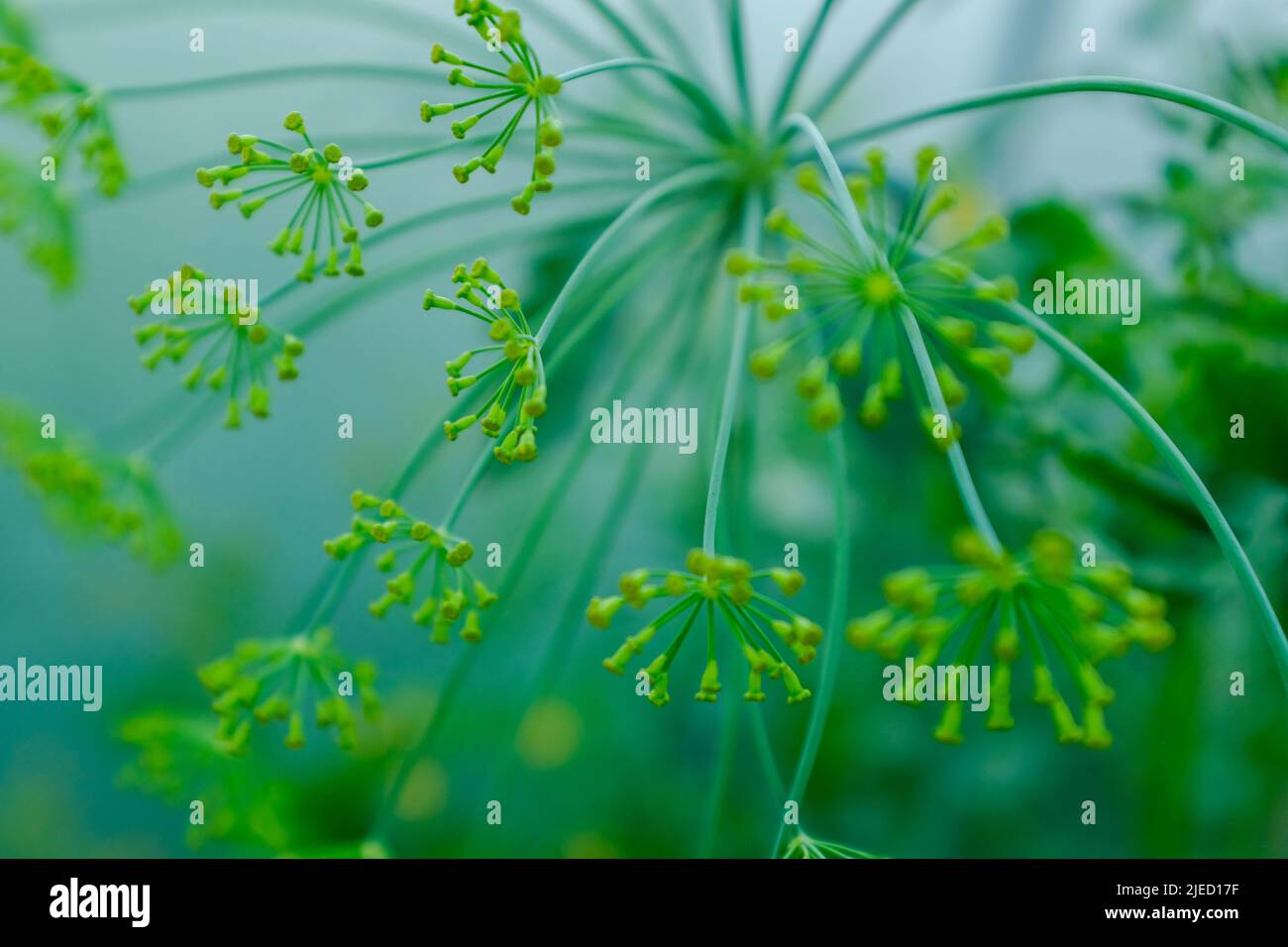 Dill Rosette Close Up Large Inflorescence Of Dill On Green Background