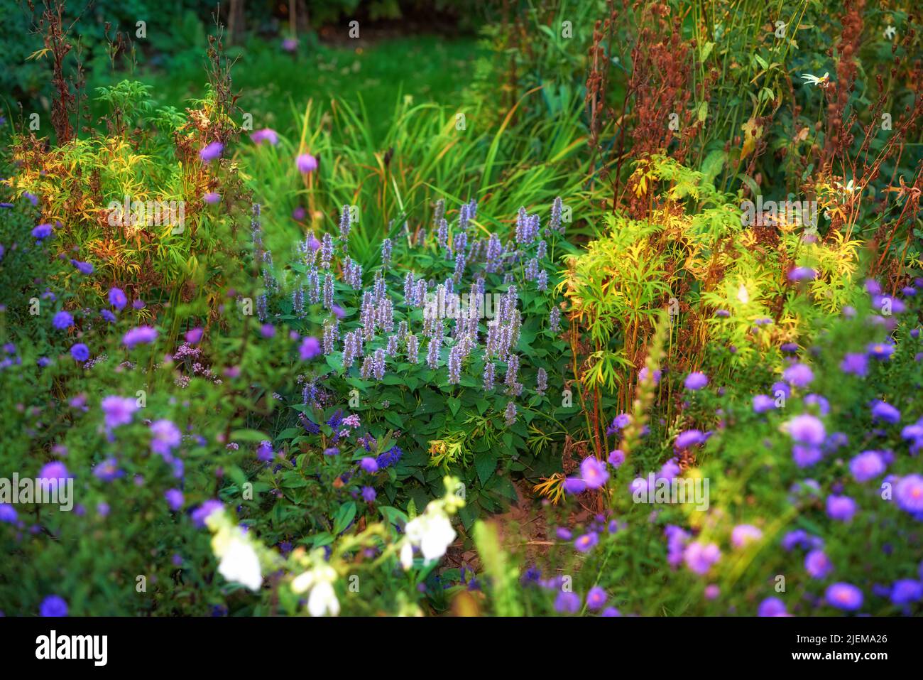 Overgrown Garden With Various Plants Lush Green Backyard With Red