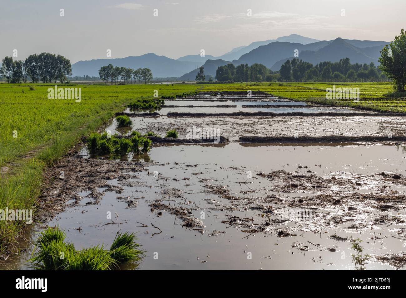 Flooded Fields Ready To Transplant Rice Seedlings In Pakistan Stock