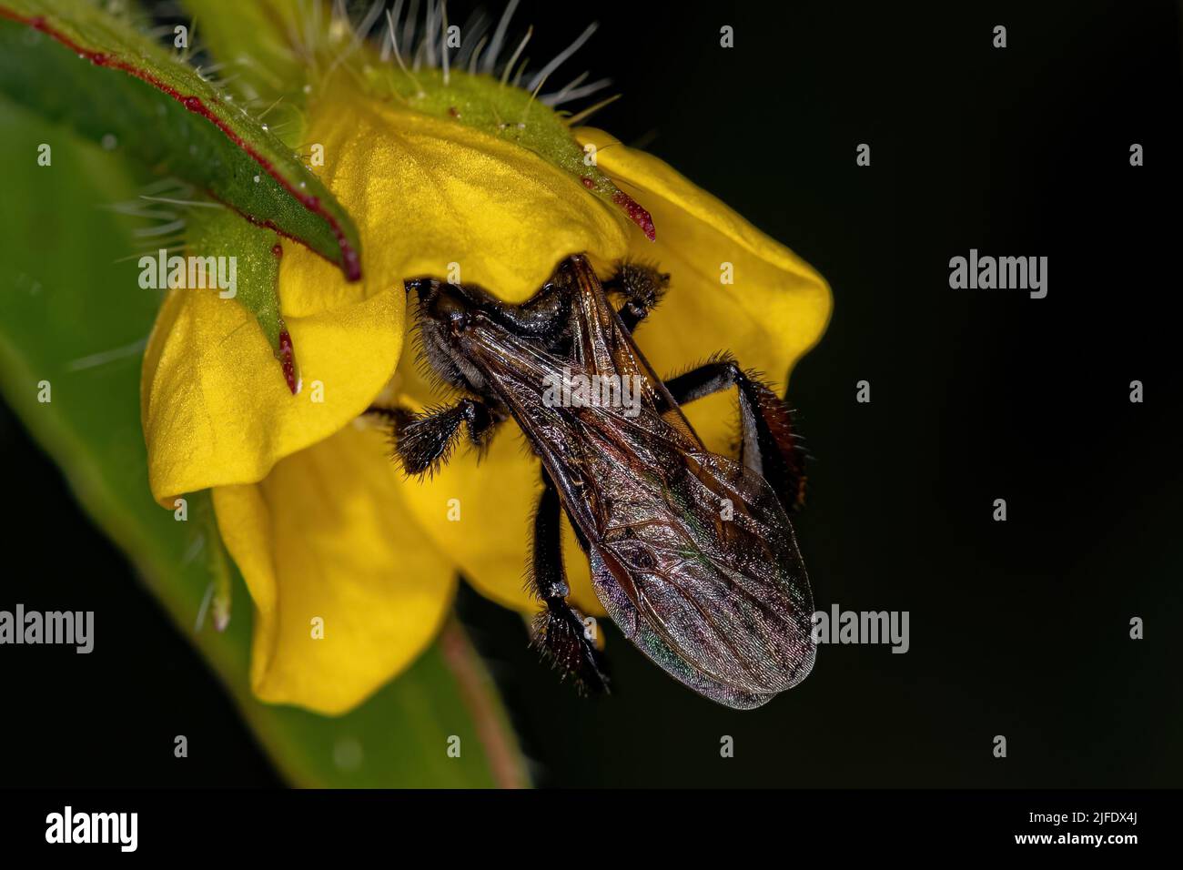 Adult Stingless Bee Of The Tribe Meliponini Stock Photo Alamy