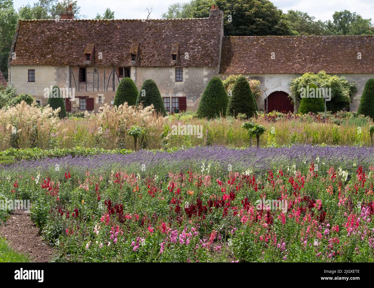 Colourful Wallflowers In Summer Photographed In The Garden At Chateau