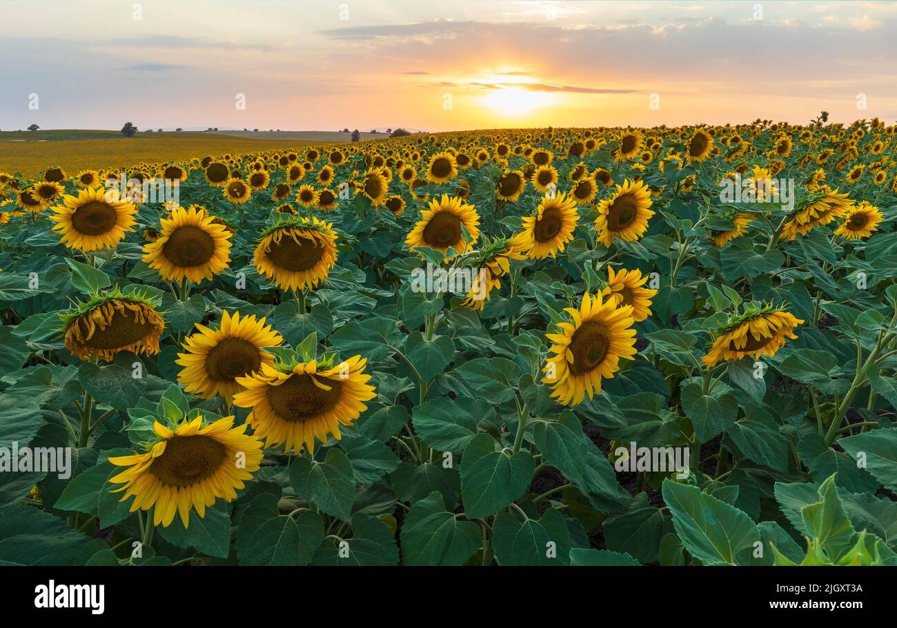 Field Of Blooming Sunflowers Nature Stock Photo Alamy