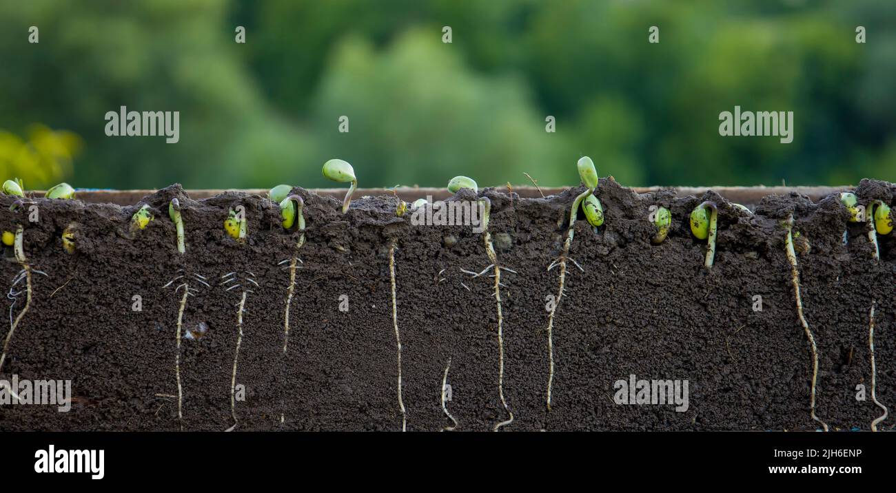 Sprouted Soybean Shoots In Soil With Roots Blurred Background Stock