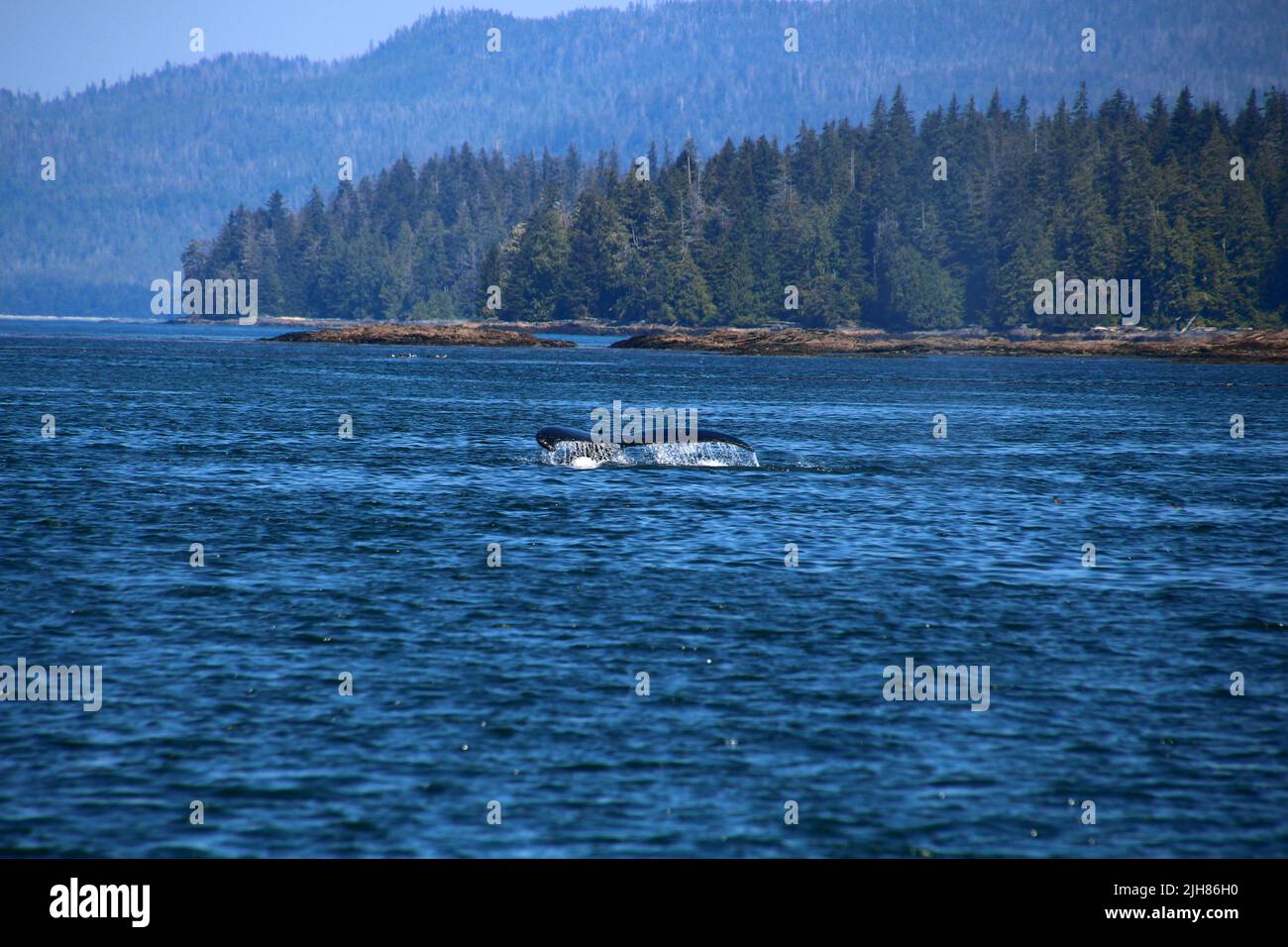 Fluke Of A Humpback Whale Alaska Stock Photo Alamy