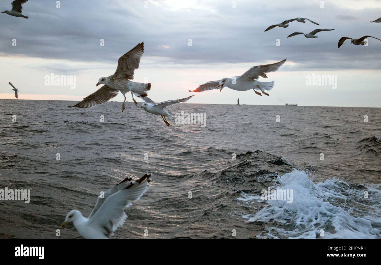 Seagulls Following The Fishing Boat Stock Photo Alamy