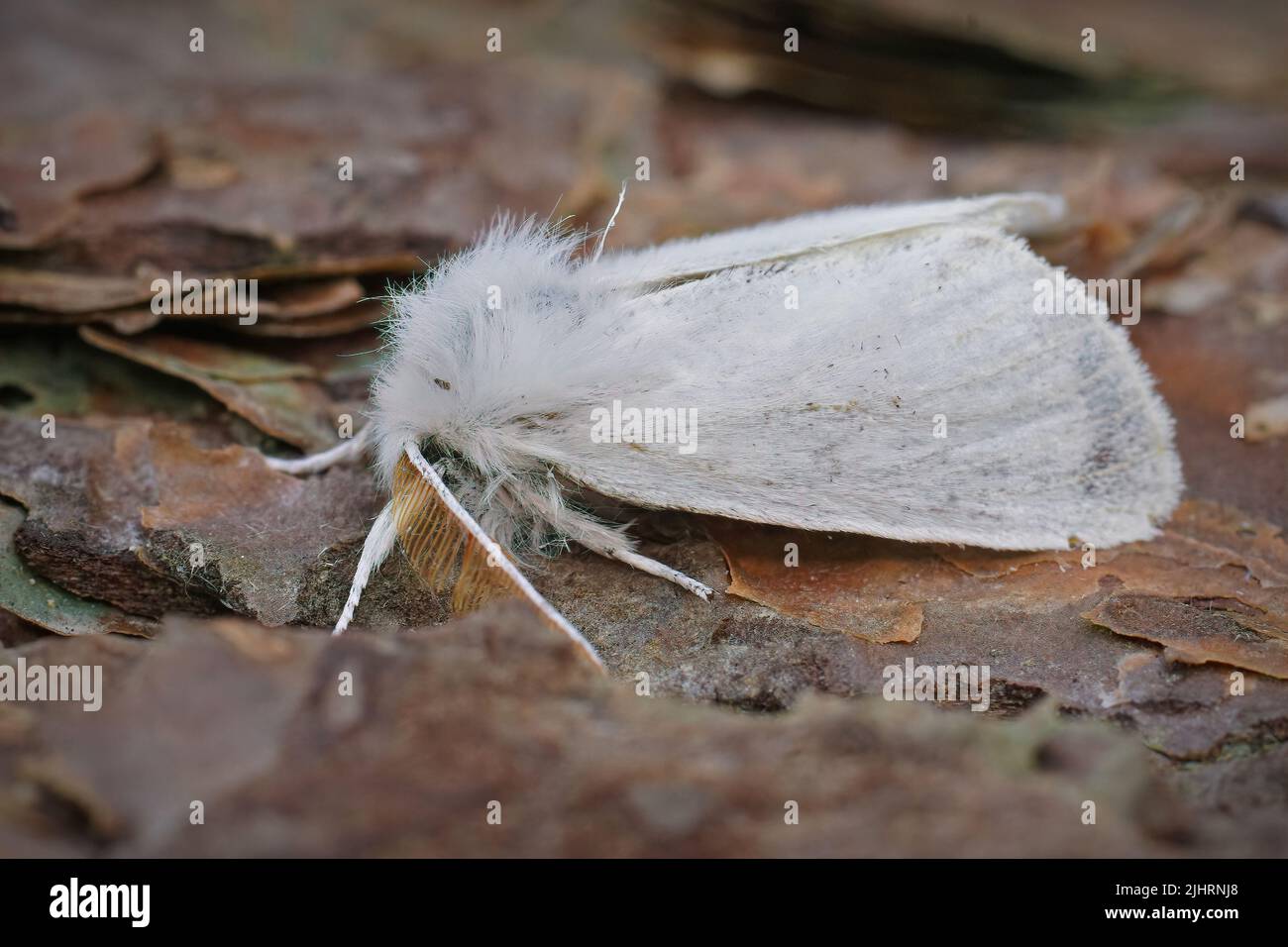 Closeup On The All White Brown Tail Moth Euproctis Chrysorrhoea