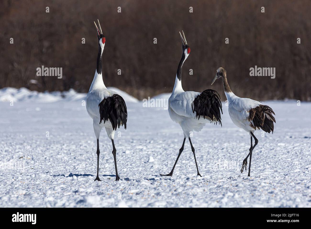 The Red Crowned Cranes Dancing The Ritual Marriage Dance In A Snowy