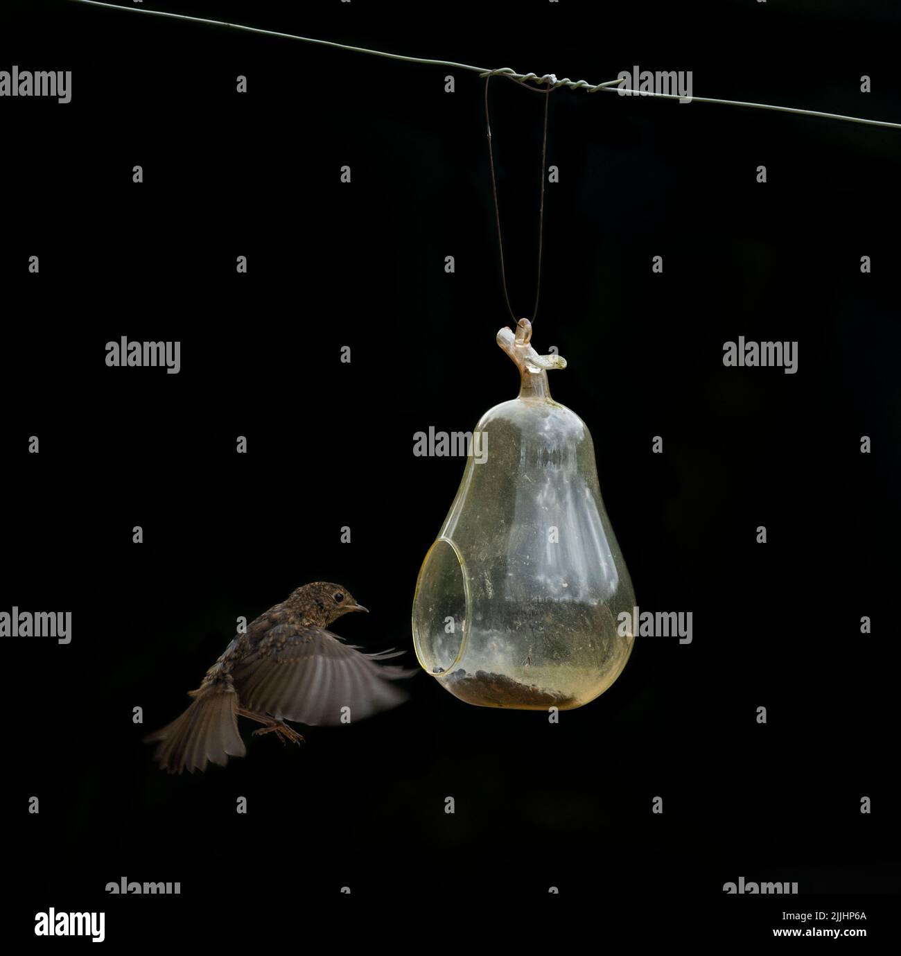 Fledgling Robin Trying To Land On A Glass Pear Hanging Bird Feeder After Watching The Blue Tits