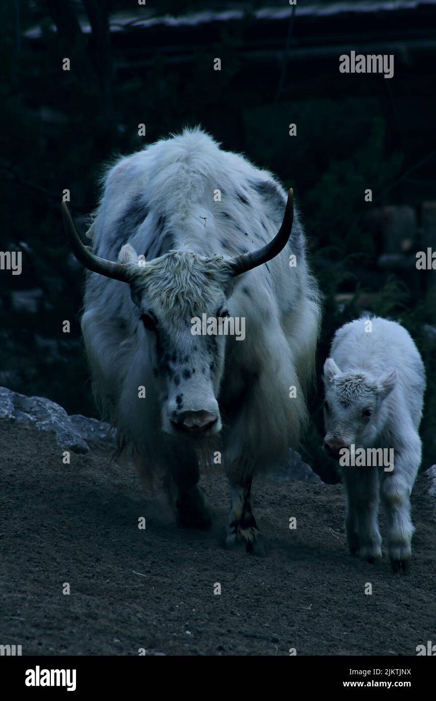 A Vertical Shot Of Wild Bull Mother With Its Calf In Wild Moody Colors