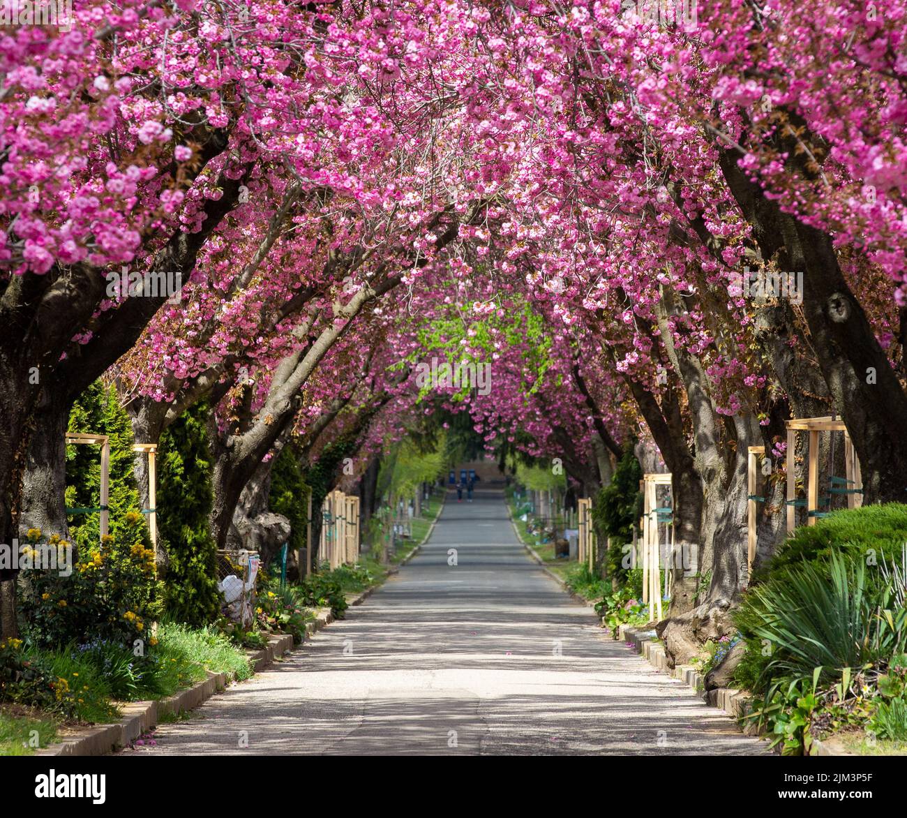 An Alley Among Flowering Japanese Cherry Trees Tunnel Beautiful Stock