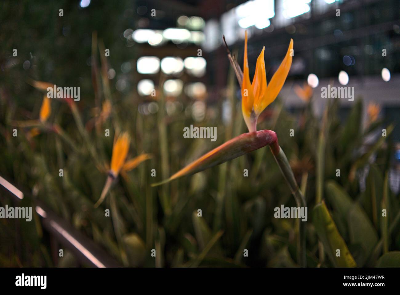 The Strelitzia Reginae Commonly Known As The Crane Flower Bird Of