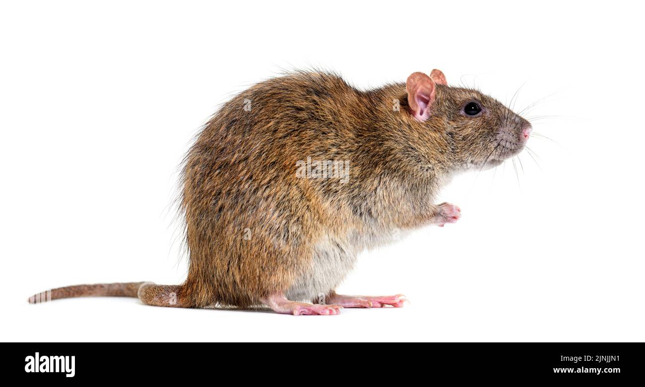 Side View Of A Brown Rat On Its Hind Legs Rattus Norvegicus Isolated