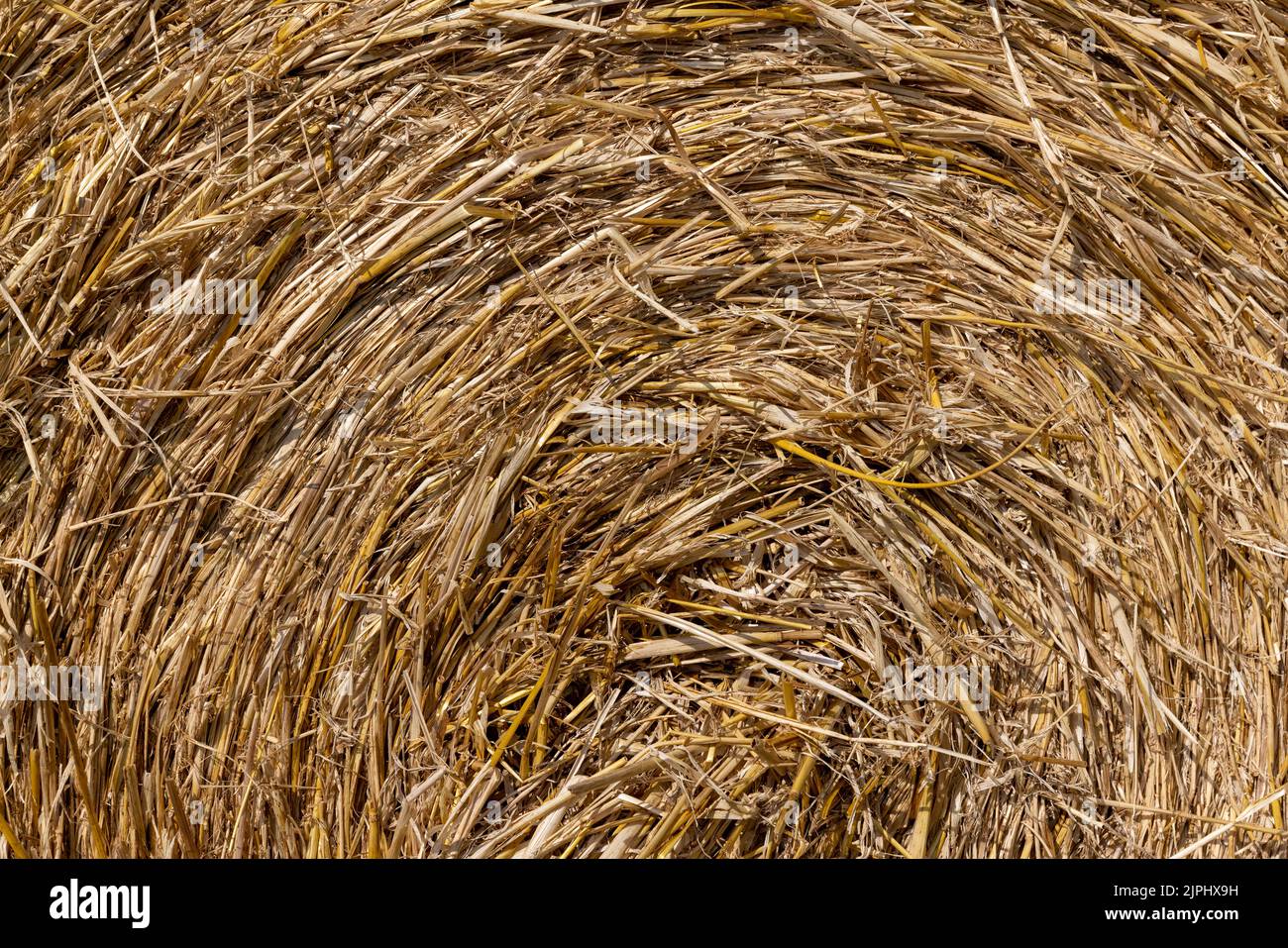 Agricultural Field With Harvested Wheat And Straw In Stacks Twisted