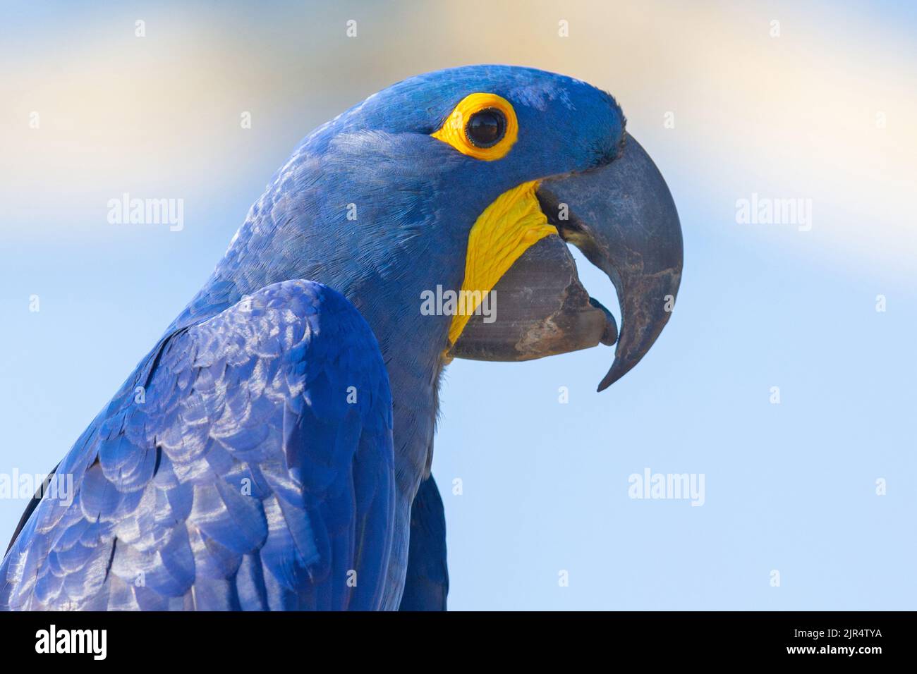 Hyacinth Macaw Hyacinthine Macaw Anodorhynchus Hyacinthinus