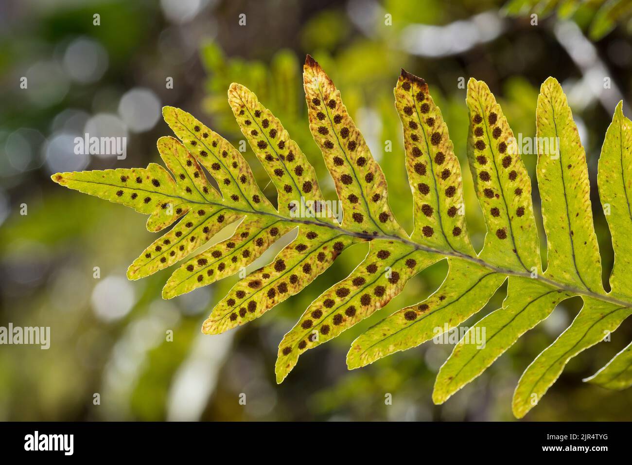 Fern Sori Polypodium Plant Nature Hi Res Stock Photography And Images