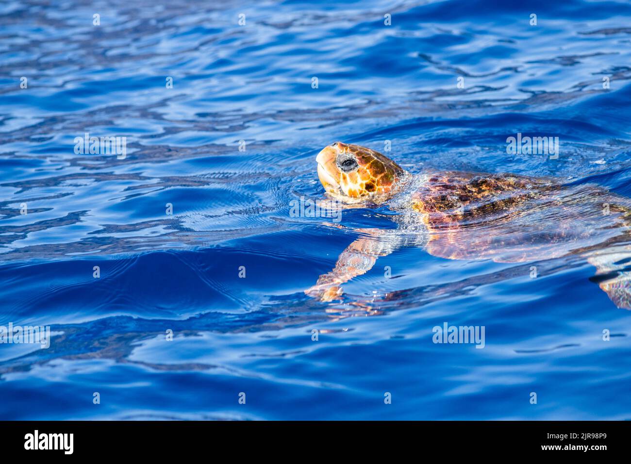 Sea Turtle Swimming In The Ocean Stock Photo Alamy