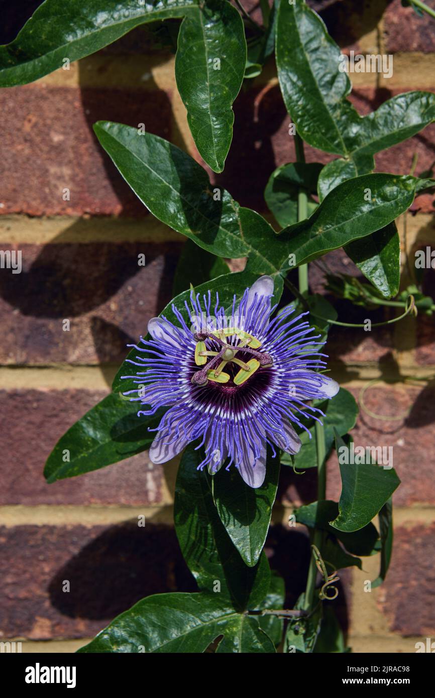 Passiflora Punctata Hi Res Stock Photography And Images Alamy