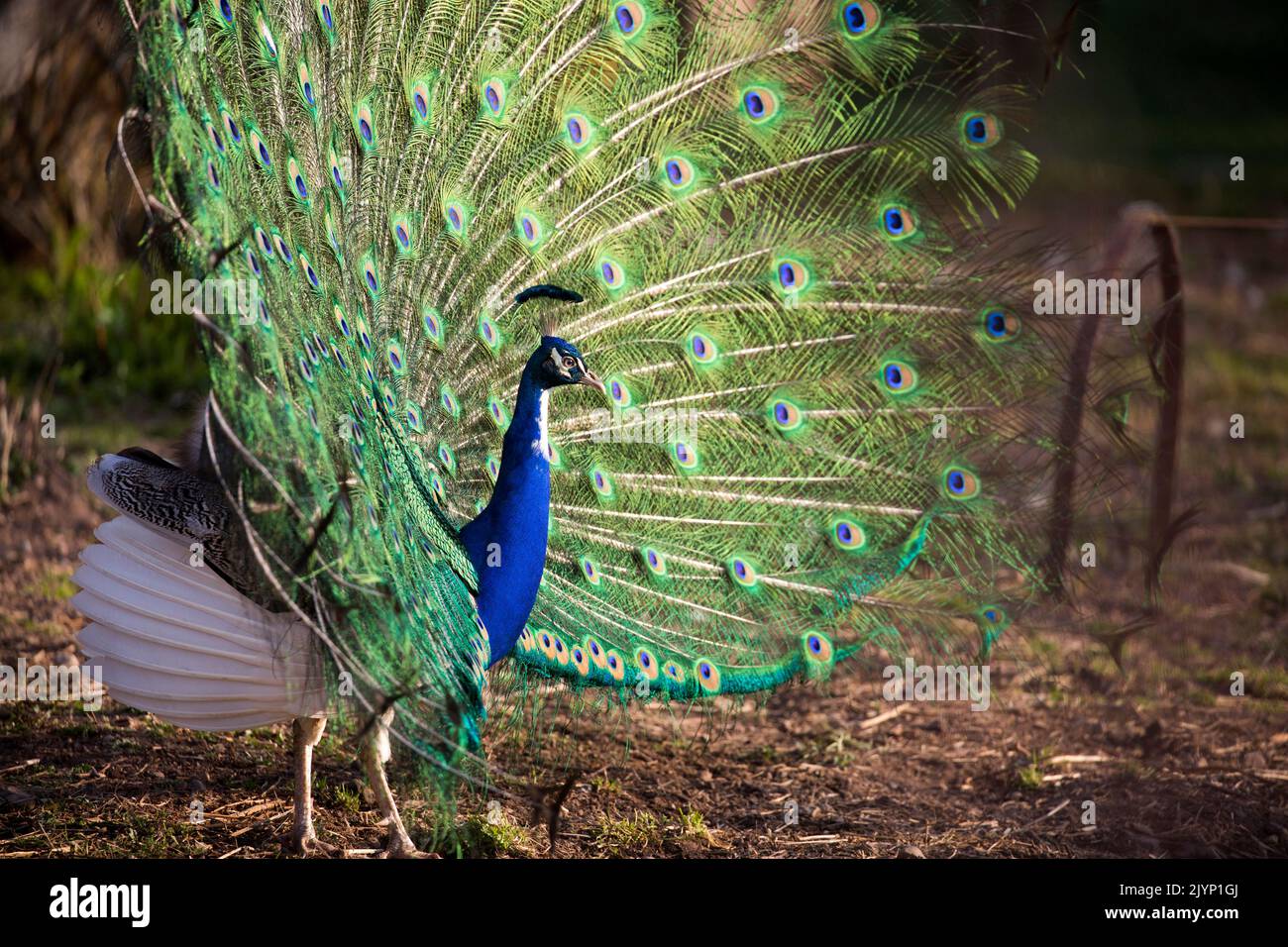 Indian Peafowl Pavo Cristatus Male Displaying In An Enclosed Garden