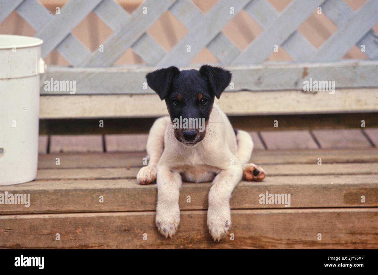 Smooth Fox Terrier Hi Res Stock Photography And Images Alamy