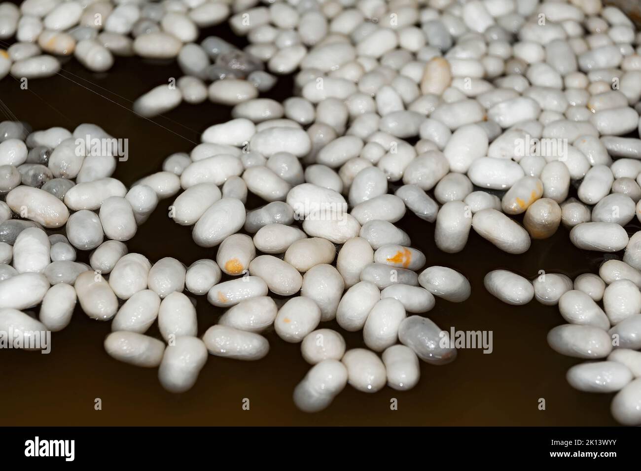 The Silkworm Cocoons Are Soaked In Hot Water Stock Photo Alamy