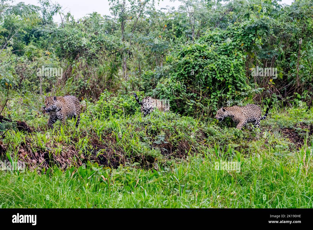 A Female Jaguar Panthera Onca And Her Cubs Are Stalking Through The