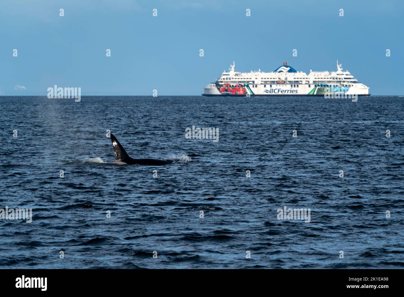 Bcferries Hi Res Stock Photography And Images Alamy