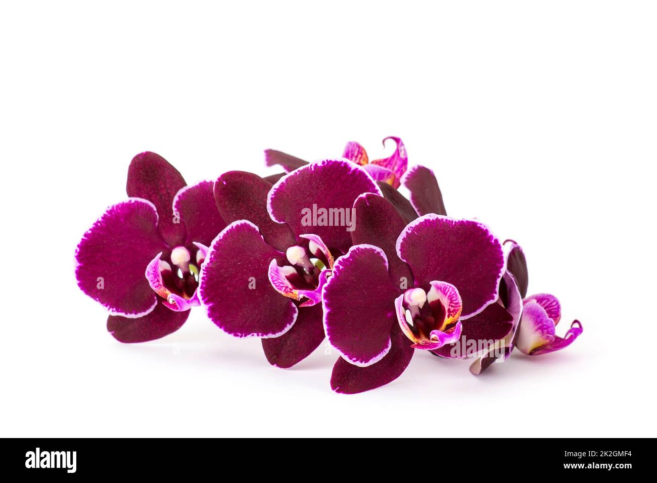 Beautiful Purple Orchid Phalaenopsis White Background Stock Photo